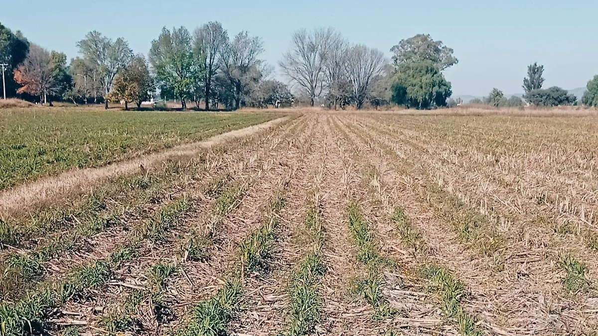 La superficie cultivable ok